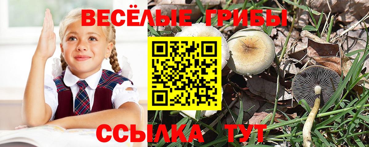 Березники  Псилоцибиновые грибы GOLDEN TEACHER  Вход с VPN 